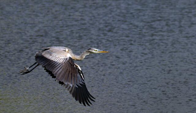Flug