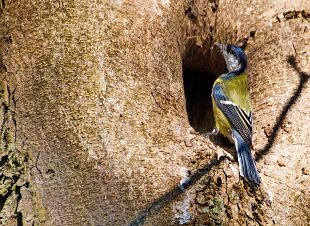 Kohlmeise vor ihrem Nest im Baum