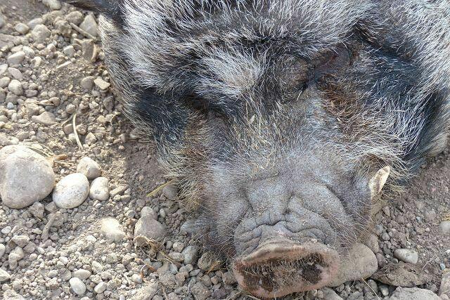 Hängebauchschwein schlafend