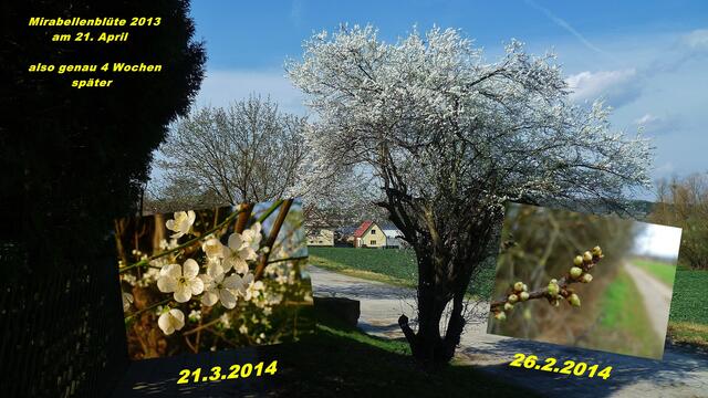 Mirabellenblüte 2014 - genau 4 Wochen früher wie 2013 !