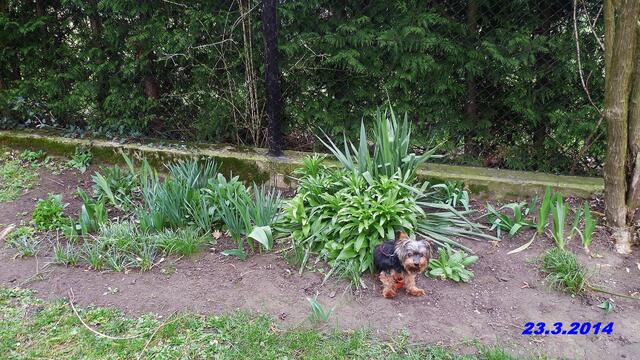 (12) !!! Sonntags + Monatsbilder / Blumenbeet !!!  23.3.2014      Temperatur: Plus 3°C / 11:16h / 11°C Plus                  Wind:2-5/ bewölkt /