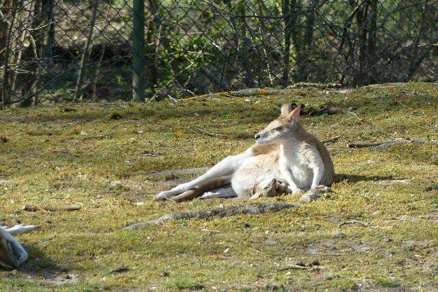 Känguru