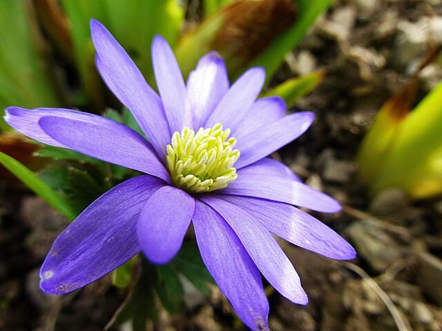 Er sah nichts als die blaue Blume und betrachtete sie lange mit unnennbarer Zärtlichkeit.  Novalis 1772-1801