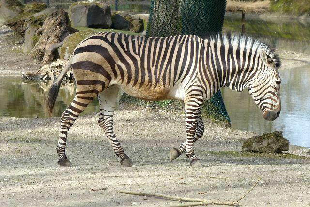 Zebra
