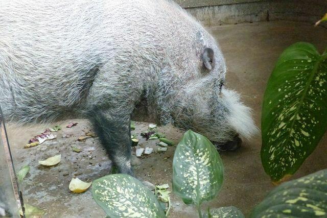 Bartschwein??