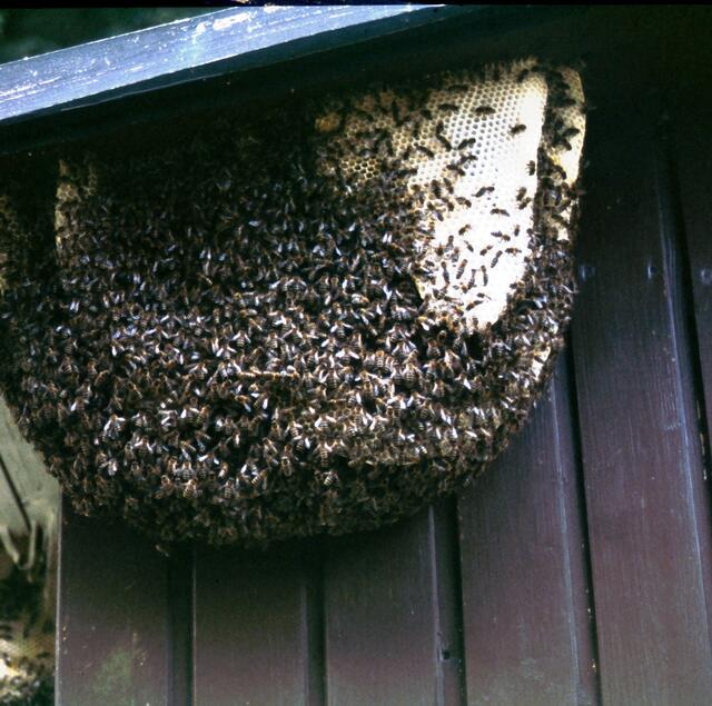 Das passiert einem Imker, der lange Zeit nicht in seinem Bienenhaus war.