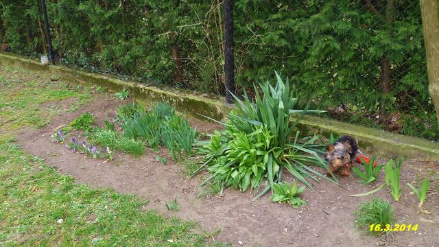 (11) !!! Sonntags + Monatsbilder / Blumenbeet !!! 16.3.2014 Temperatur: Plus 10°C / 11:51h / 16°C Plus Wind:4-8/ bewölkt /