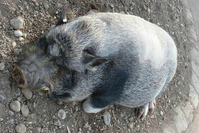Hängebauchschwein
