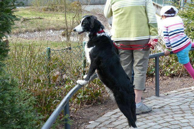 er hält Ausschau nach dem Braunbären