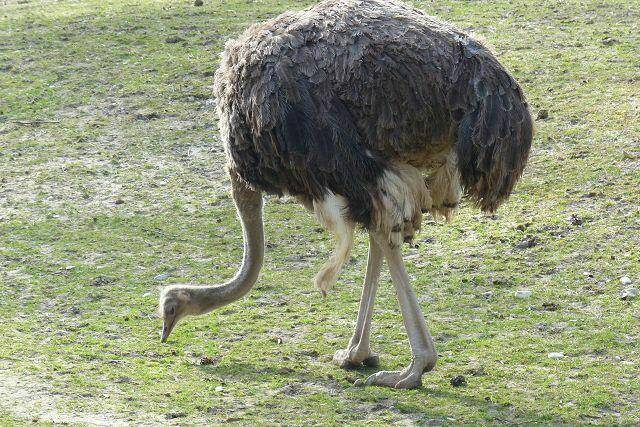 ein Emu