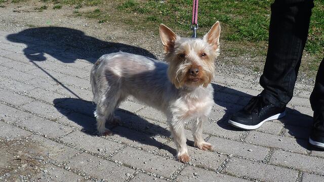 Ein seltener Bursche - ein weißer Yorkshireterrier !