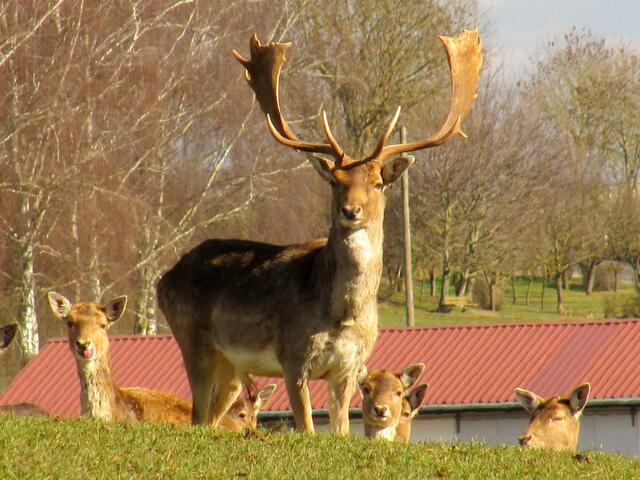 Der Damhirsch (Dama dama) ist ein mittelgroßer Hirsch