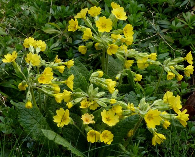Wenn die Schlüsselblume gemeinsam mit der Forsythie und der Sonne um die Wette strahlt ist der Frühling auch im Norden entgültig eingetroffen...