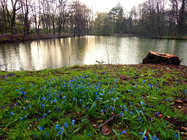 Leuchtend blaue Scilla am Teich