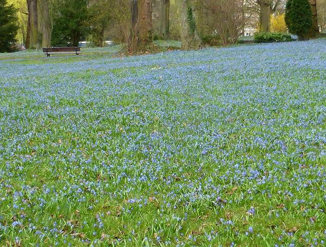 Scilla Blütenmeer