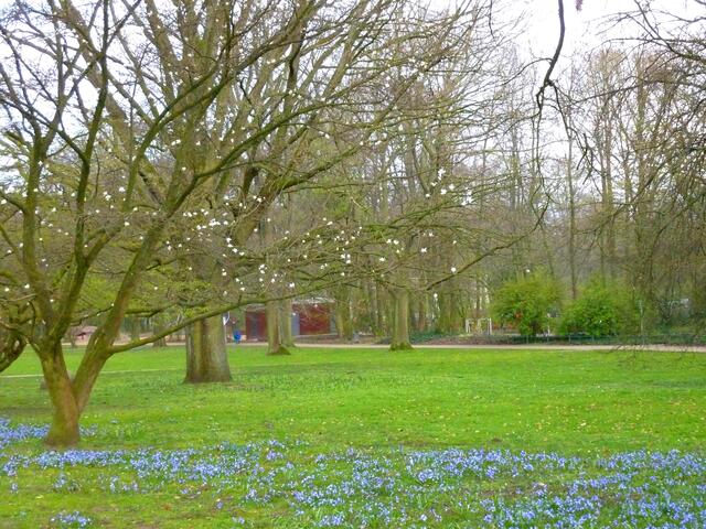 Auch zusammen mit der Magnolie ergibt sich ein schönes Bild.