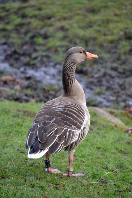 Graugans im Tiergarten Hannover (Foto: Katja Woidtke)
