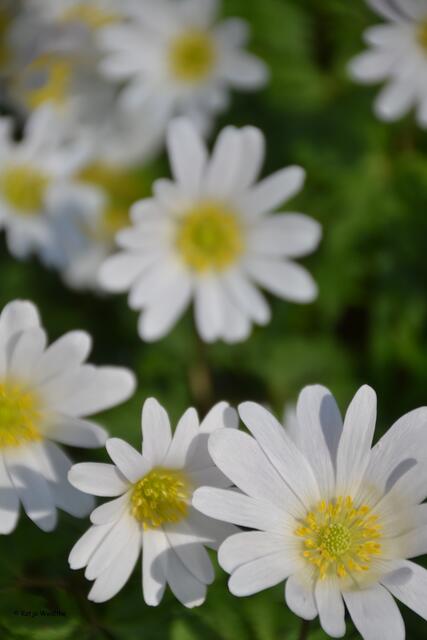 Strahlenanemone (Balkanwindröschen) im Stadtpark Hannover (Foto: Katja Woidtke)