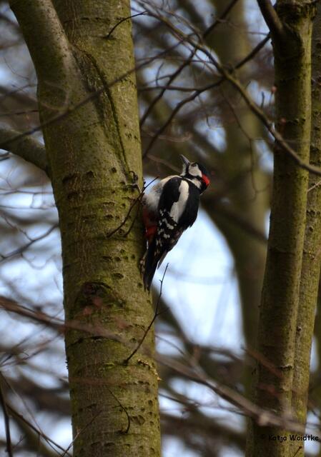 Buntspecht im Tiergarten - Hier sind die kräftigen Stützfedern besonders gut zu erkennen (Foto: Katja Woidtke)