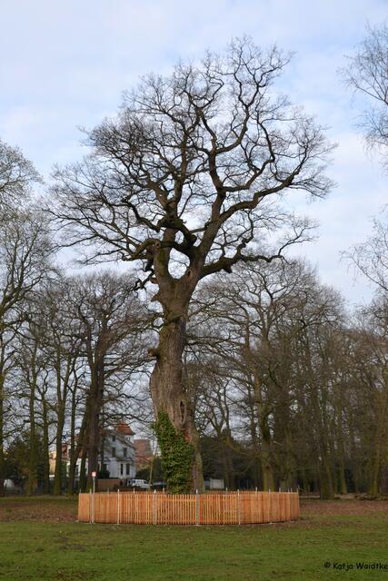 300-jährige Eiche im Tiergarten Hannover (Foto: Katja Woidtke)