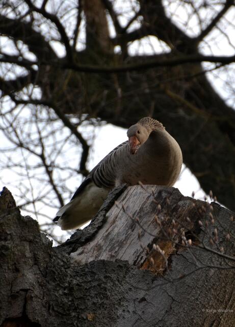 Die Graugans lässt uns von ihrem Platz im Baumwipfel nicht aus den Augen (Foto: Katja Woidtke)