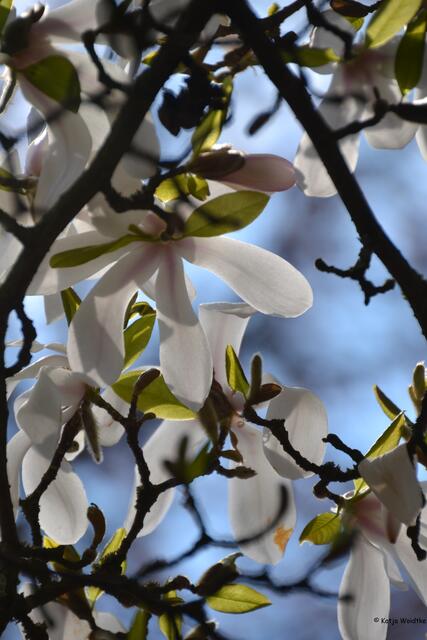 Sternmagnolie im Gegenlicht (Foto: Katja Woidtke)
