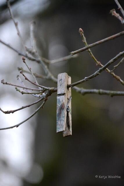 Seltene Klammerbeere im Tiergarten Hannover (Foto: Katja Woidtke)