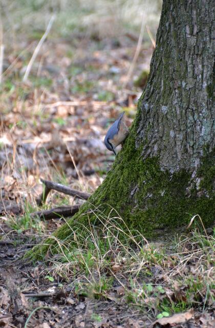 Am Fuß der Eiche wird der Kleiber fündig und er lässt sich sein Frühstück schmecken (Foto: Katja Woidtke)