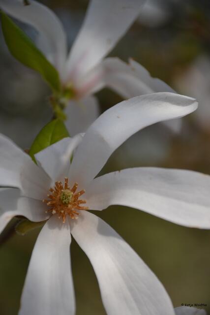 Sternmagnolie (Foto: Katja Woidtke)