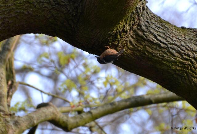 Morgengymnastik eines Kleibers im Tiergarten Hannover (Foto: Katja Woidtke)
