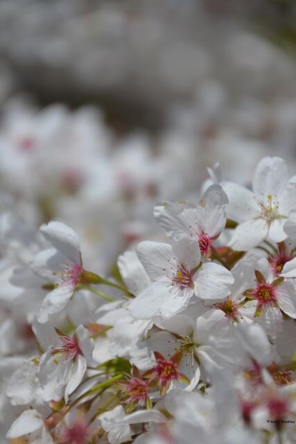 Kirschblüten (Foto: Katja Woidtke)