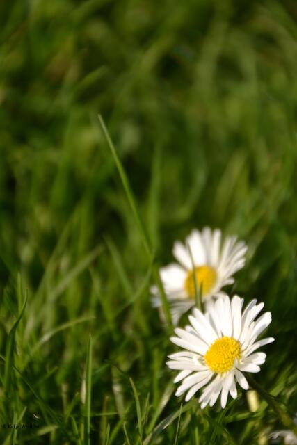 Gänseblümchen (Foto: Katja Woidtke)