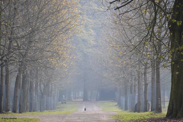 Einsame Wege im Morgenlicht - Tiergarten Hannover (Foto: Katja Woidtke)