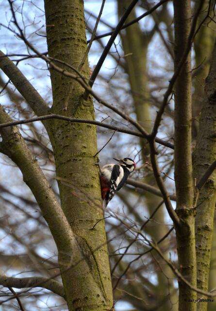 Der Buntspecht nutzt seine kräftigen Schwanzfedern, um sich während des Klopfens am Stamm abzustützen (Foto: Katja Woidtke)