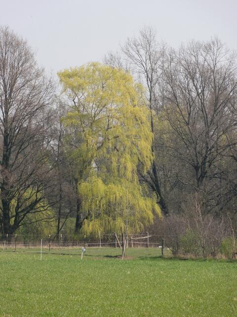 die Natur erwacht
