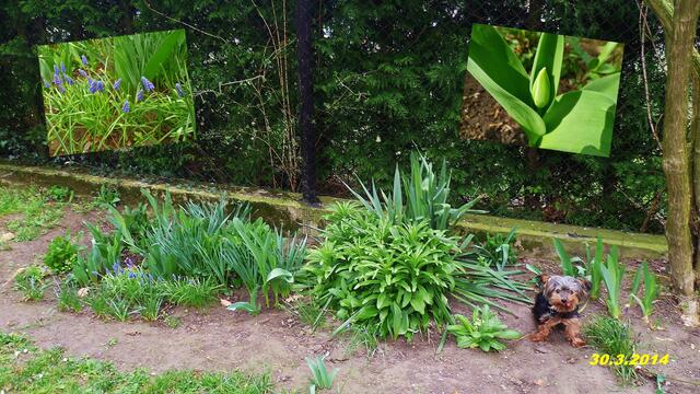13) !!! Sonntags + Monatsbilder / Blumenbeet !!! 30.3.2014 Temperatur: Plus 4°C / 12:16h / 17°C Plus Wind:2-5/ bewölkt /Nebel bis 10:00h > 50m