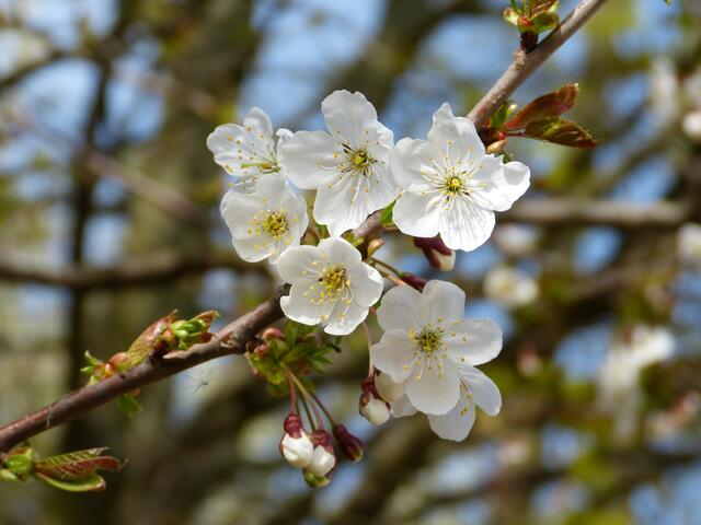 Kirschblüten.