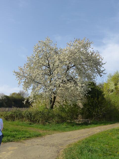 Kirschbaum,vorgemerkt für die Erntezeit.
