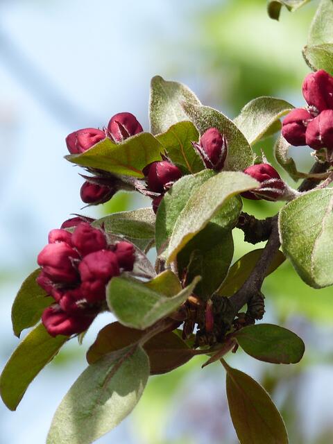 ....leider noch nicht ganz geöffnet !