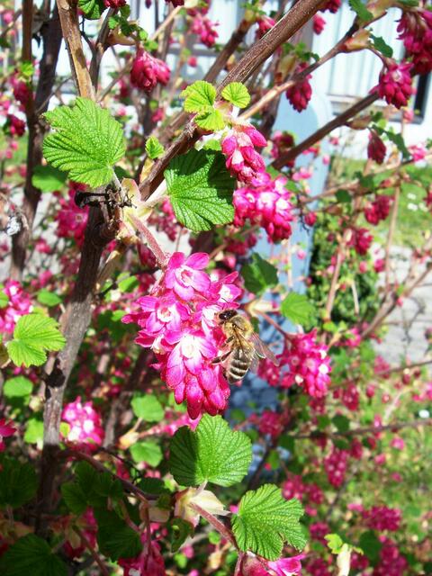 Rote Blüten am Strauch mit Besuch; aufgenommen in der Gartenanlage Seniorenzentrum St. Hedwig/Haus St. Gertrud.