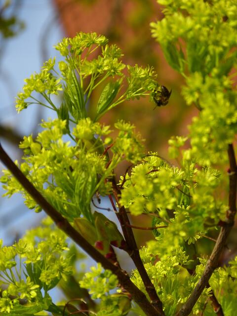 Gelbgrüner Farbtupfer,Blätter und Blüten des                          Kugelahorns !