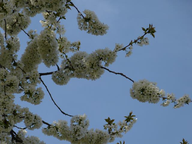 Da hatten die Bienen schön zu tun !