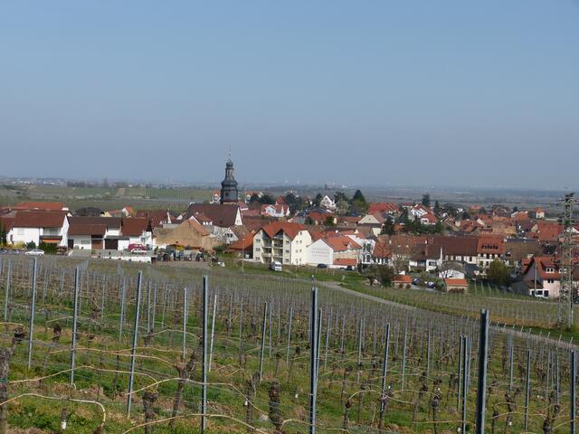 Weinberge bei Kallstadt.