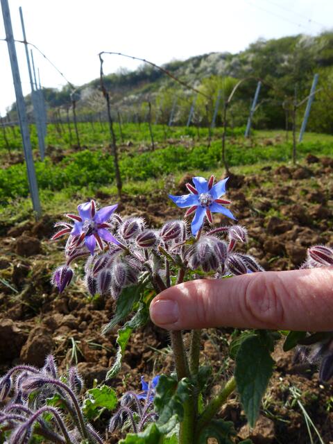 Zwischen den Reihen wächst auch Borretsch,beliebt    in der Kräuterküche.