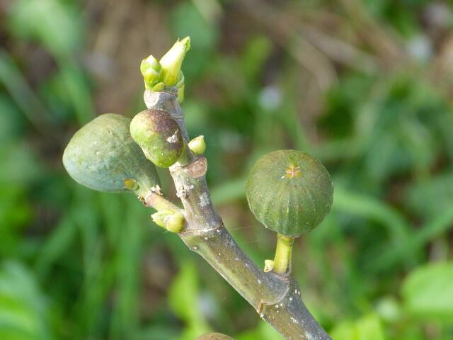 Feigen am Weinbergshang.                                        Die Früchte vermute ich,sind noch vom letzten Jahr.