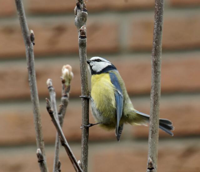 Die Blaumeise...