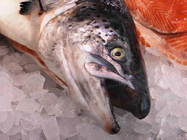 Lachs - eine meiner Lieblingsspeisen