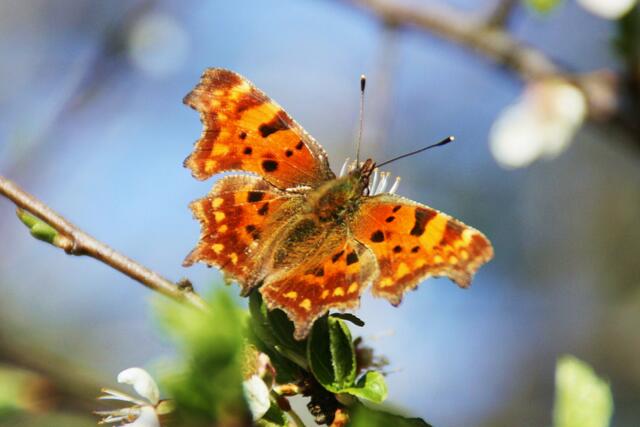 C-Falter (Polygonia c-album)