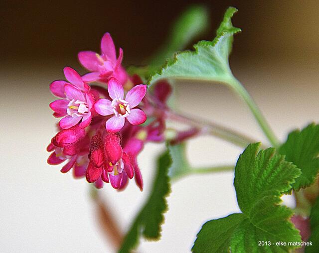 Blüte der Zierjohannisbeere