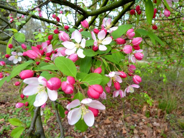 Dieser Busch hat Blätter, purpurfarbene Knospen und zartrosa Blüten zugleich.